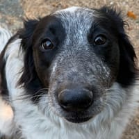 Naïko, chien à adopter