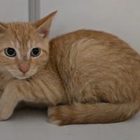 quinou, chat à adopter