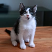 Emmy PAB28872, chatte à adopter