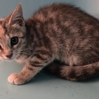 INDIANA, chatte à adopter