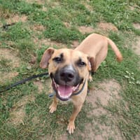 RANTANPLAN QCN, chien à adopter