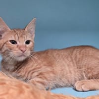 Kaki, chat à adopter