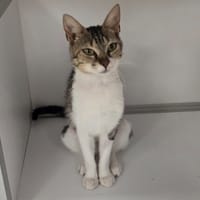 VICTORIA, chatte à adopter