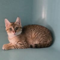 CHARME, chatte à adopter