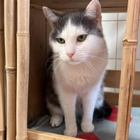 LUTTI, chat à adopter