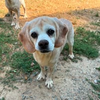TIKVAH, chien à adopter