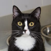 GOYAVE, chat à adopter