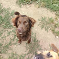 ATCHOUM QCN, chienne à adopter