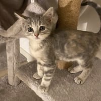 DISNEY, chatte à adopter