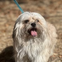 BAZOU, chien à adopter