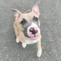LINKIN VAA, chien à adopter