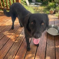 Lupin, chien à adopter