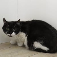 LINA, chatte à adopter