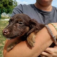 LOUPITA QCN (a trouvé sa famille), chienne à adopter