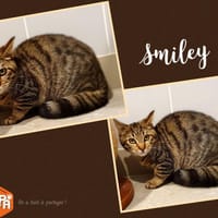 SMILEY, chatte à adopter