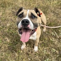 OSIRIS, chien à adopter