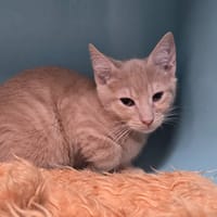 KIWI, chat à adopter