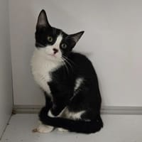 POLLUX, chat à adopter