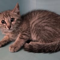 BRUME, chatte à adopter