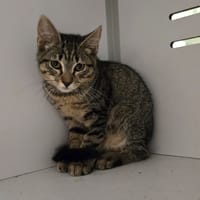 MAXOU, chat à adopter