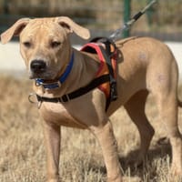 DELICE, chienne à adopter