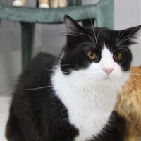 MELON, chat à adopter