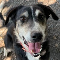 Loupiotte, chien à adopter