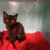 Crius, chatte à adopter