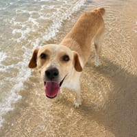 Zabi, chienne à adopter