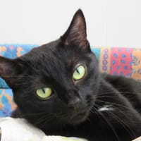 TCHALA, chatte à adopter