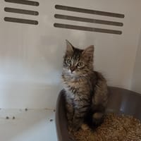 Naku, chatte à adopter