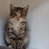Peps, chatte à adopter