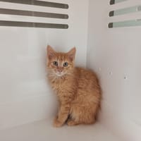 Orka, chat à adopter