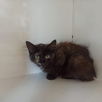 Patchouli, chatte à adopter