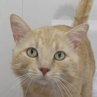 CARAMEL, chat à adopter