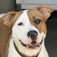 KINDY, chienne à adopter
