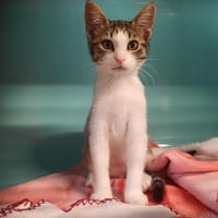 TWIX, chat à adopter