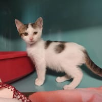 PISTACHE, chatte à adopter