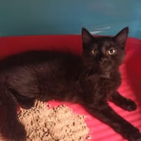 Dopey, chat à adopter