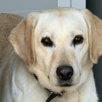 Sidji, chienne à adopter