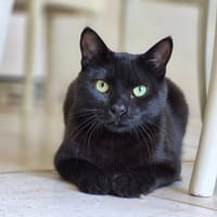 CUPIDO, chat à adopter