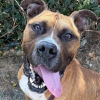 Grinki, chien à adopter