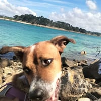 ALOKA votre compagnon pour la vie, chien à adopter