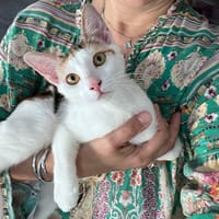 CHATKIRA, chaton femelle européen, chatte à adopter