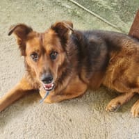 HEAVEN, mâle métis épagneul, chien à adopter