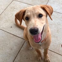 MYLO, chiot Berger Créole mâle, chien à adopter