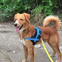 ROMÉO, mâle Berger Créole junior, chien à adopter
