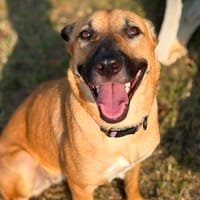 CIEL, Berger créole femelle, chienne à adopter
