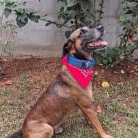 KAZE, Berger Créole mâle, chien à adopter