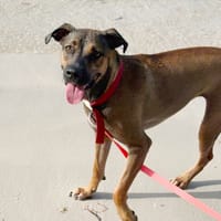 SPICY, Femelle Berger créole, chienne à adopter